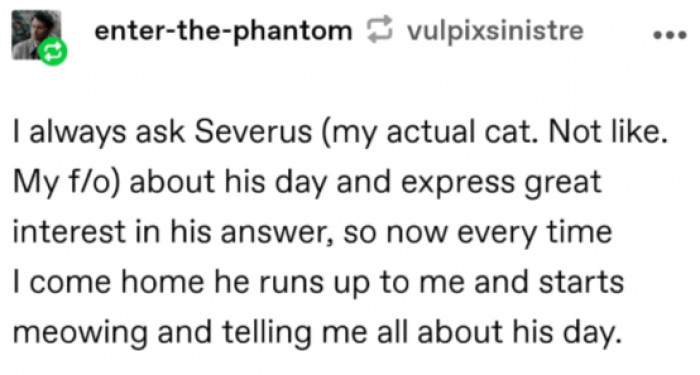 5. Now my cat runs up to me and tells me about his day