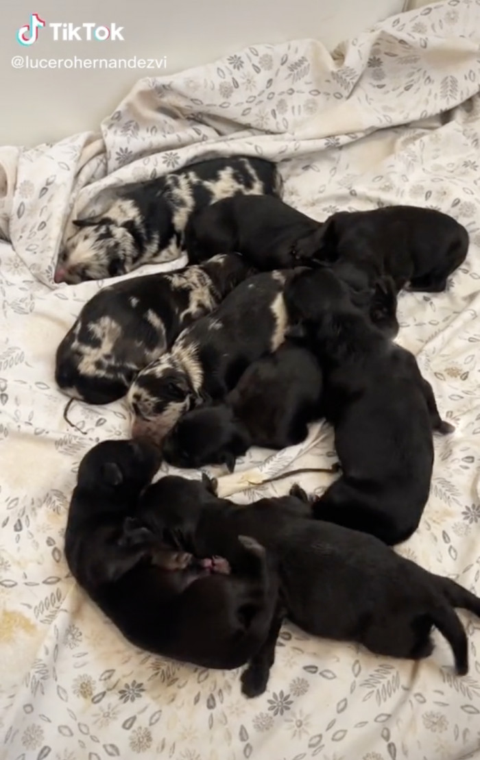 In a video of new puppies, Lucero's followers were still asking about the adorable kitty.