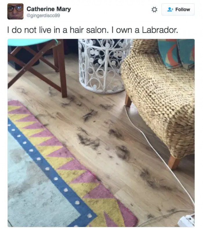 18. There's Labrador hair all over your home.