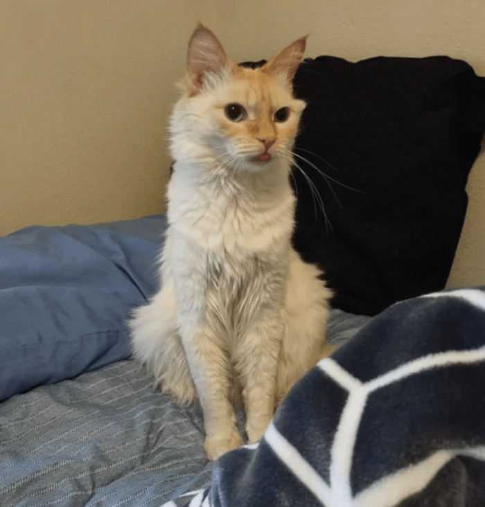 5. "I found this guy in my bed today. This is not my cat."