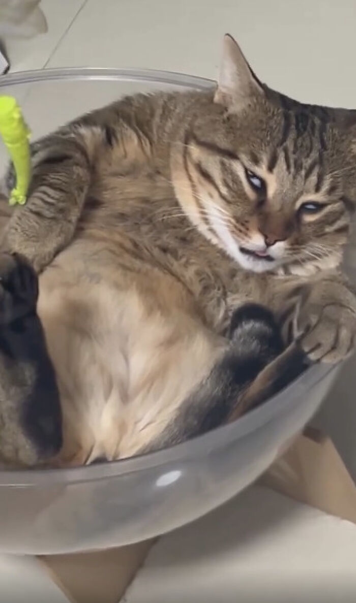 74. Signal lost. Sass levels critical.