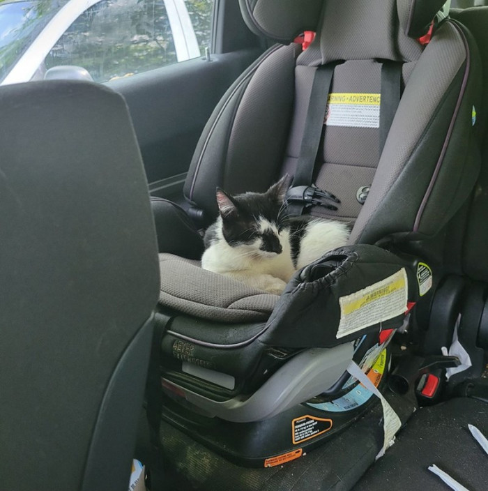 11. "For some reason, my cat likes to get in the car with me. He made himself comfy in my daughter's car seat."