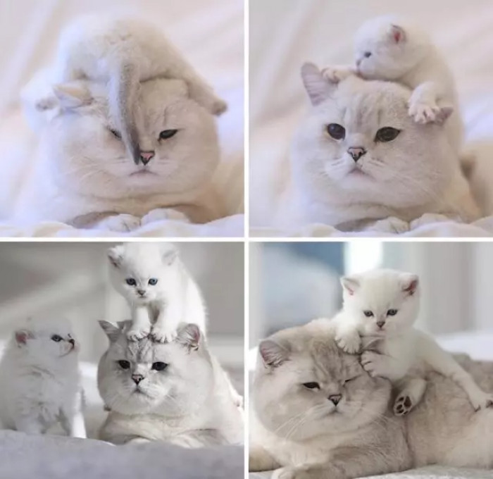 14. White Purrfections