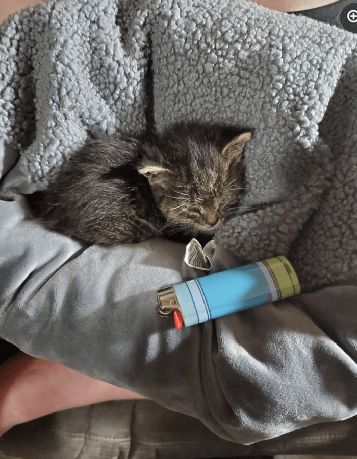 This is Hawkeye when we first got him...