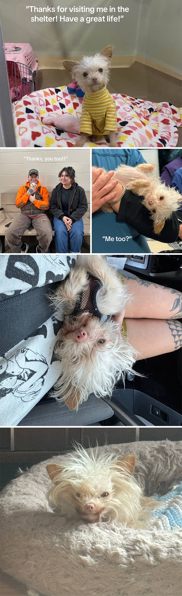 3. The fluffy little rescue who stole two hearts