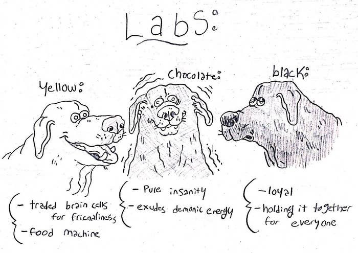 She loves the joyful appearance of yellow Labs. Here are her witty illustrations for chocolate, black, and yellow Labs.