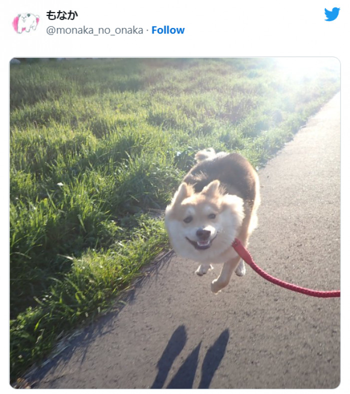 9. This dog basking under the sun and jumping with a smile on its face is so precious.