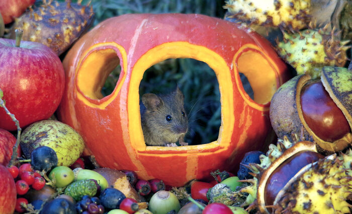 20. Cinderella Mouse In Her Pumpkin Carriage