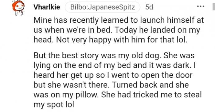 27. This dog launches himself onto the bed