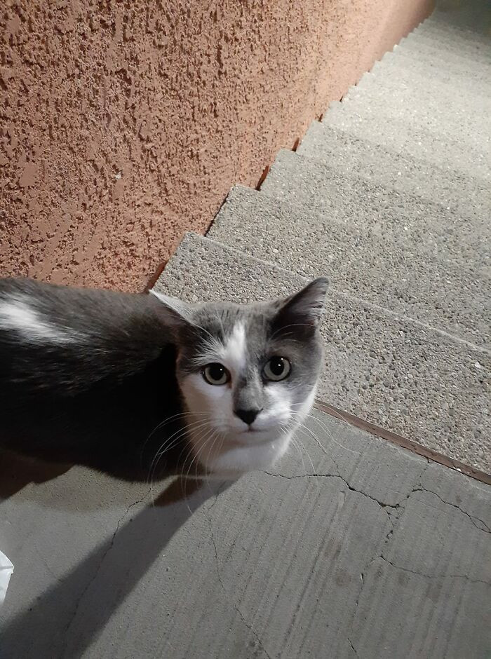 Introducing, the one and only, Girlie