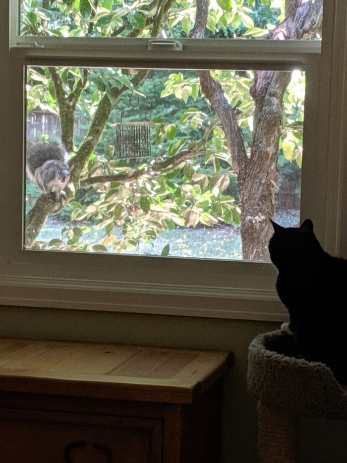 7. Another staring competition. Boy, do these cats love the game!