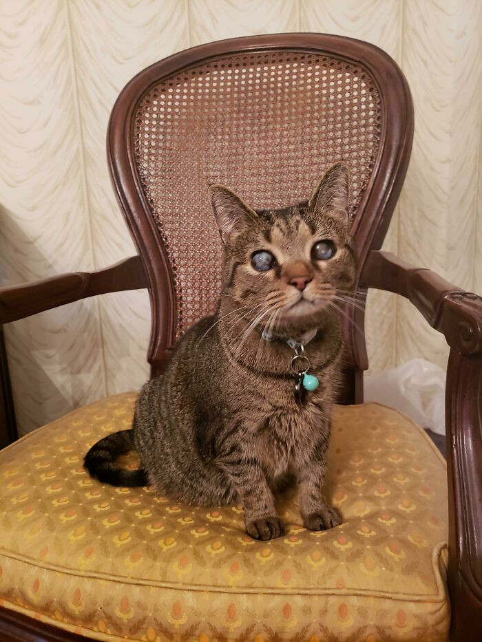 "My (Mostly) Blind Rescue Cat, Pansy, On Her Throne"