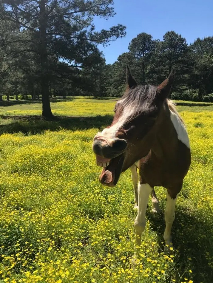 10. When you catch a horse mid-sneeze