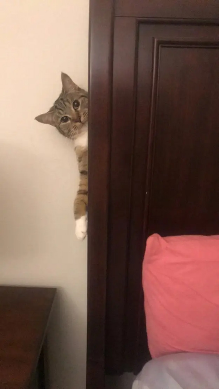 4. This kitty is creepy