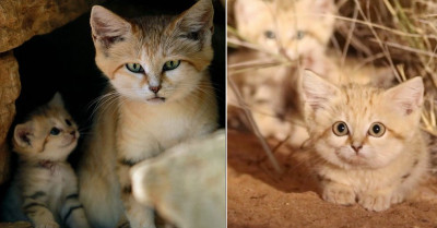 Journeying Into The World Of Tiny Sand Cats