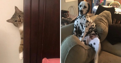 Do Your Best Not To Laugh Out Loud At These Hilarious And Silly Pet Pictures