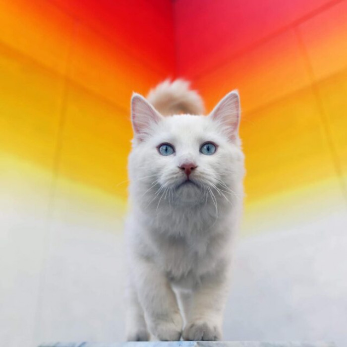 Kelly's heart was literally crushed when she lost her kitten