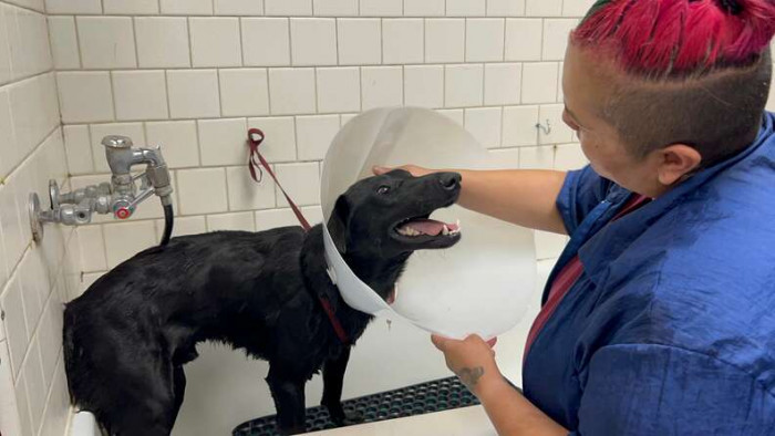 Soldier has been decompressing at Camino Pet Hospital