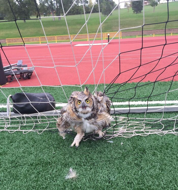 22. An Owl Got Stuck In The Net, Delaying Our Game For 30 Minutes. He Was Removed And Is Currently In The Zoo