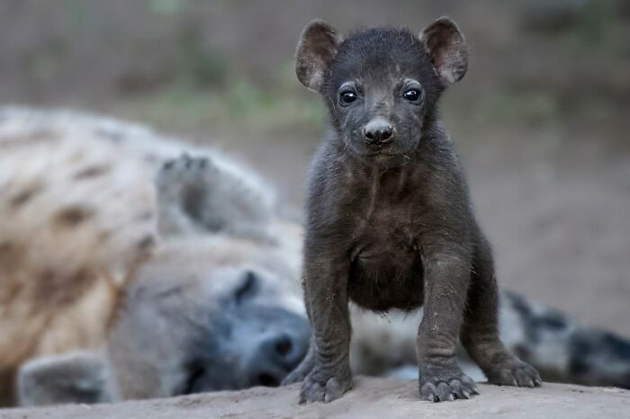 “Hyena With Pup” By Johan J. Botha