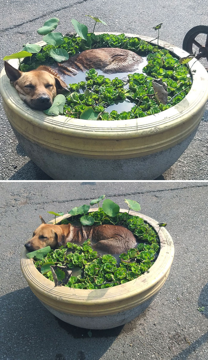 Fox perched inside a small flowerpot, fitting in tightly