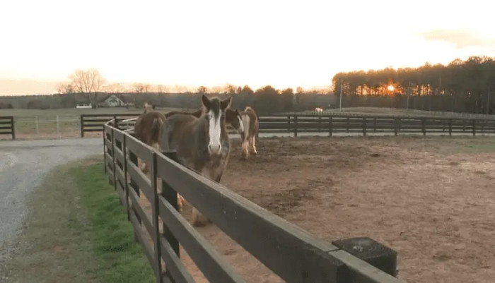 Luckily, all 14 of the horses were unharmed