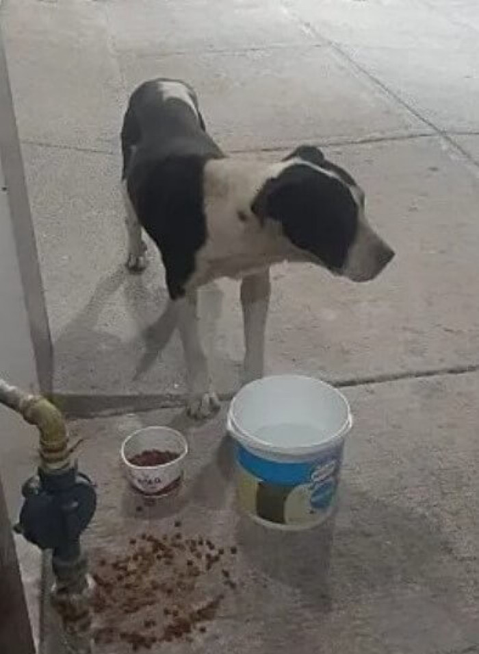 Manchas, a Pitbull Terrier, is put through street fights by his previous owners