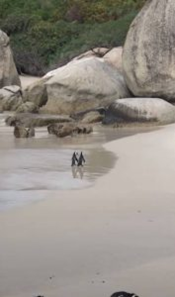 This penguin couple was spotted taking a walk on the beach