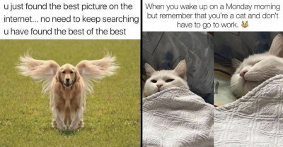 17 Instagram Posts That Will Give You Plenty of Reasons to Drink to the Pawsomeness of Cats and Dogs