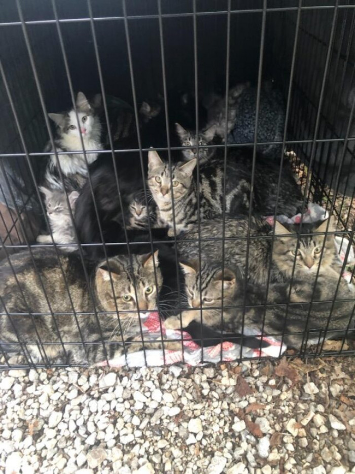 Muncie Animal Care and Services (MACS) discovered the 15 cats and kittens stuffed in one crate by the riverside with no food or water. “This is unacceptable!!” – they wrote on Facebook.