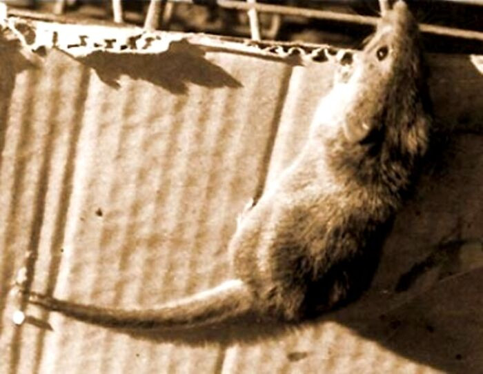Candango Mouse - Extinct Around 1990s