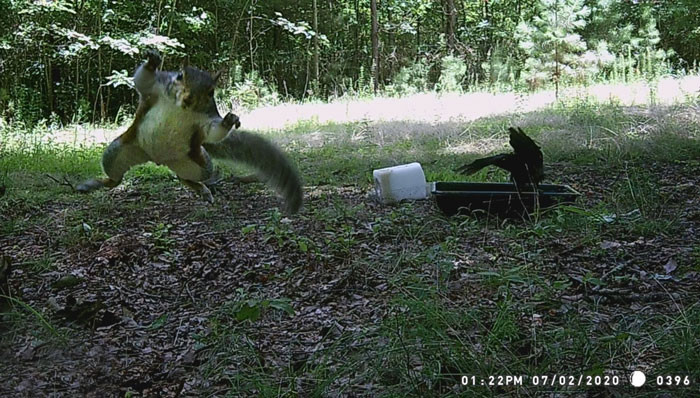 8. Flying Squirrel