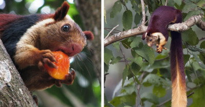 Check Out This Incredible Giant Squirrel From India That Looks Too Good To Be True