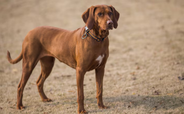 Bird Dog Names