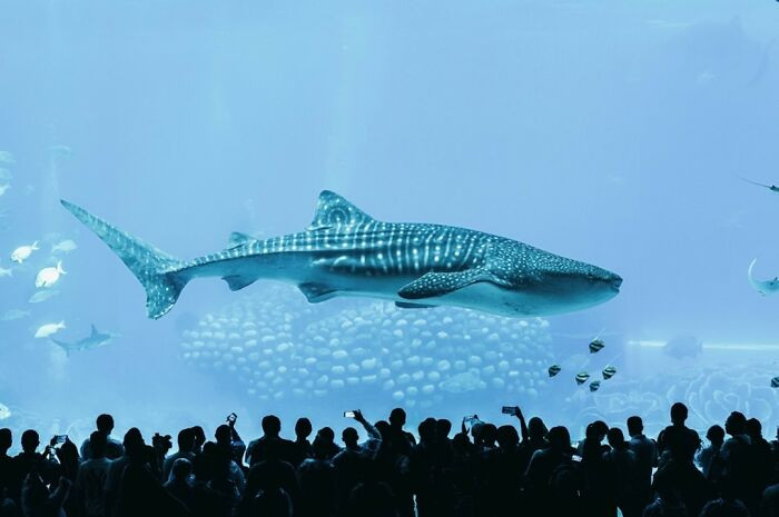 “Super Big Fish In The Aquarium” By Chen Hang