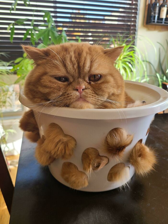 42. Insane Chef Forces Cat Through Colander Before Cooking Him