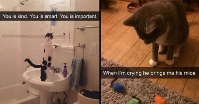 19 Funny Cat Memes That Will Make You Laugh And Erase Your Worries