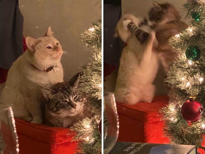 "They Really Had To Ruin The Christmas Photo"