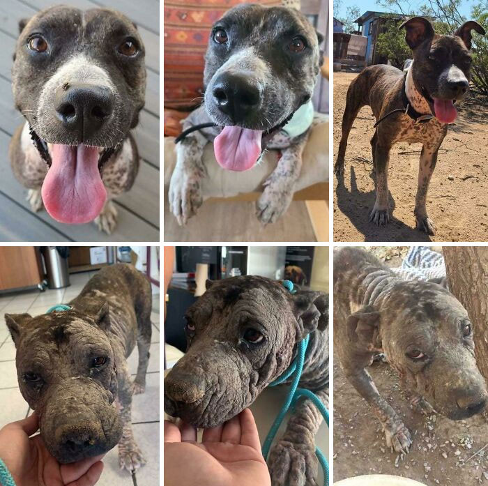 33. This Is Lenore Before And After Being Rescued ! After Receiving Lots Of Love & Tlc, Lenore Does Not Even Look Like The Same Dog Anymore