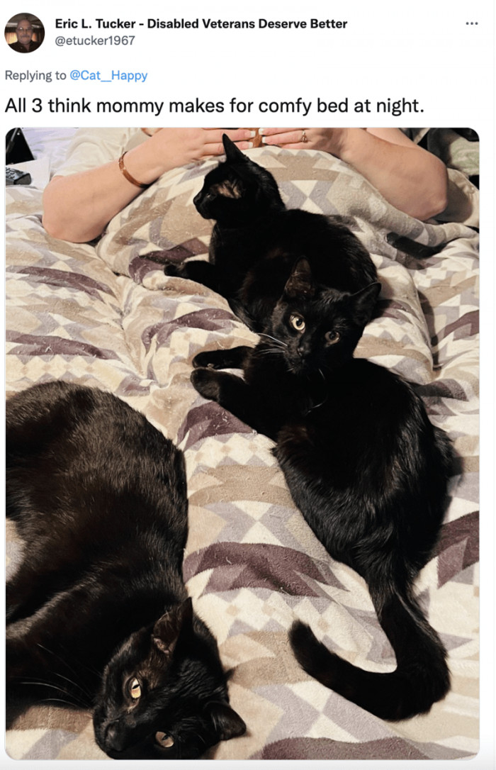 6. Who needs a lone cat when you can have your own black cat music band?