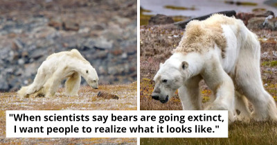 Devastating Footage Of Starving Bear Highlights The Impact Of Climate Change
