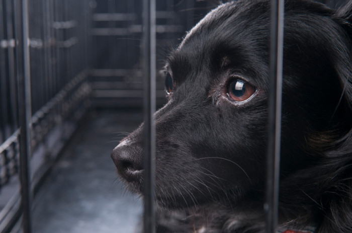 14. What dog stares can mean