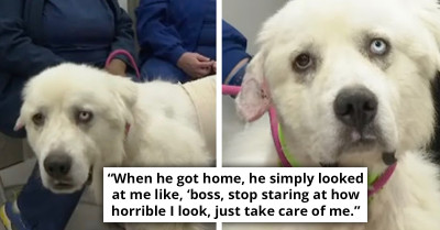 Brave Sheepdog Defends Sheep Flock From 11 Coyotes In Daring Rescue