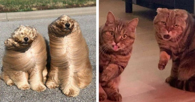 50 ‘Must-See Animal Images’ From This Entertaining Online Group