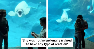 Beluga Whale Steals The Show At Georgia Aquarium Engagement