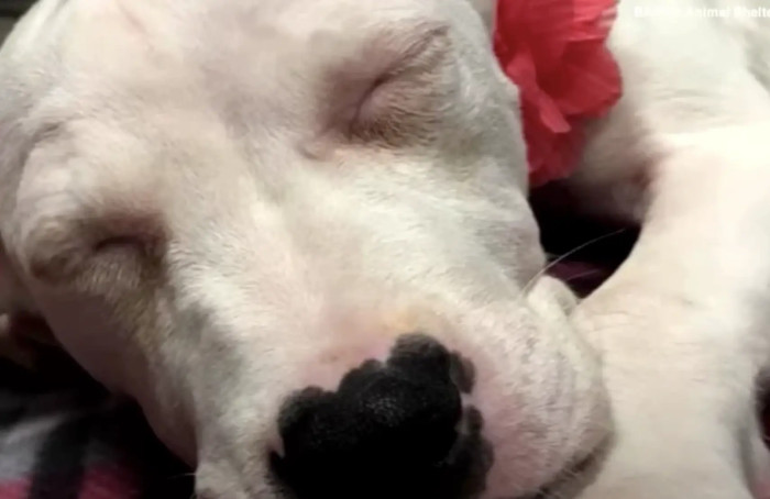 Fortunately, Moses was there to save the day