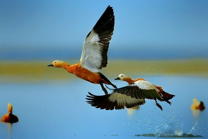“Ruddy Shelducks”