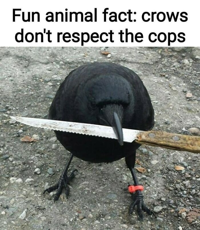 12. Already has an ankle monitor.