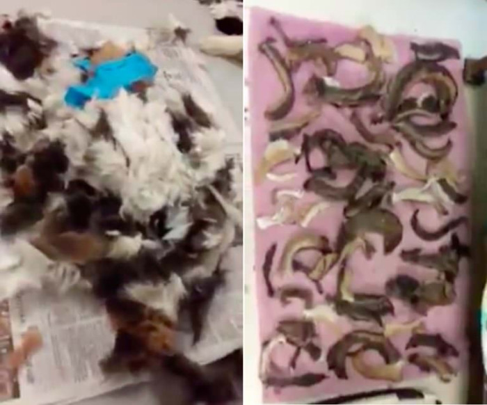 It took hours to remove all the dreads, and then the matted hair was shaved off completely.