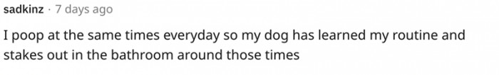3. Dogs love established routines. Create one for them, or they will copy yours.